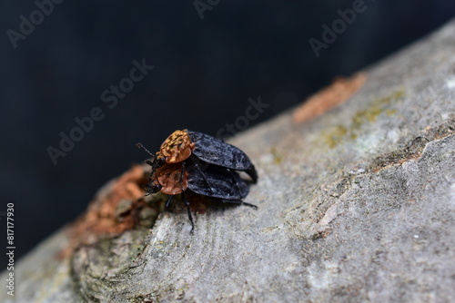 Rothalsige Silphe, Oiceoptoma thoracicum, Käfer bei der Paarung, braun-schwarz photo