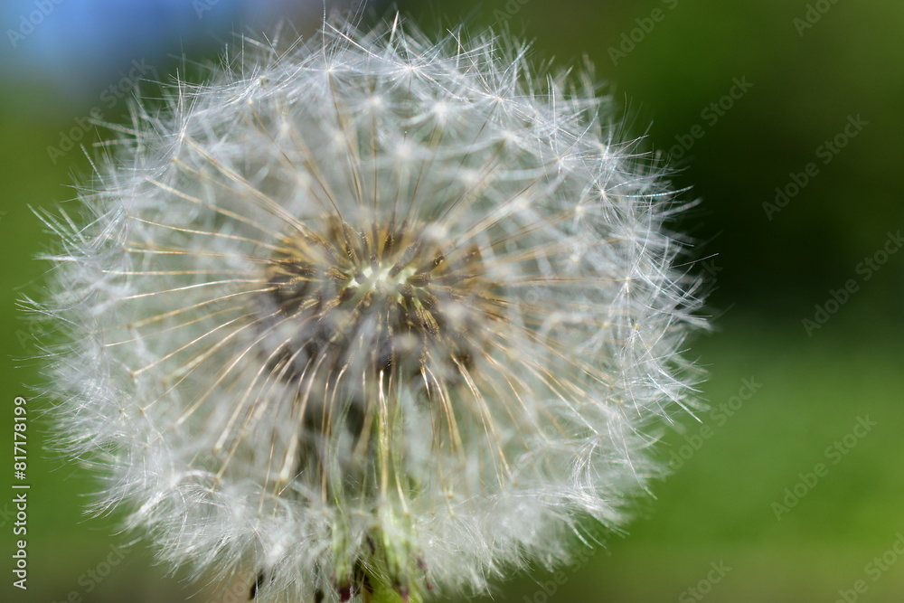 Löwenzahn, Pusteblume in Nahaufnahme, Hintergrund Löwenzahn, Pusteblume in Nahaufnahme, Hintergrund