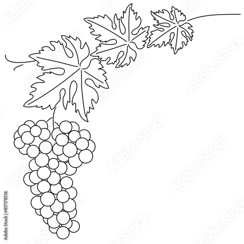 Bunch of grapes. Vine. Vector line drawing on white or transparent background. Grapevine. Cluster of grapes