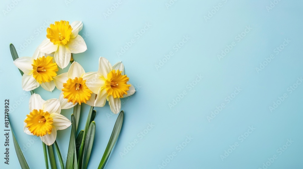 Bunch of daffodil flowers on pastel blue background with copy space Bunch of daffodil flowers on pastel blue background with copy space