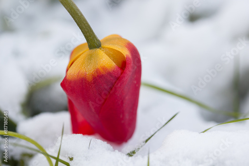 Red tulip flower against the background of fallen snow. photo