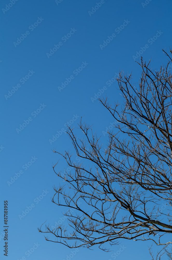 Obraz premium Leafless Tree Under Clear Sky in Winter.