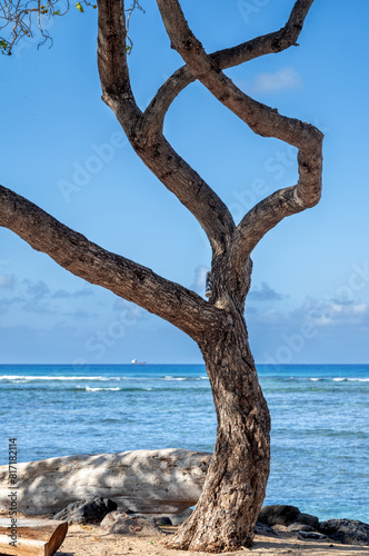 Arched Tree on the Edge of the Sea in Wakeiki Hawaii.