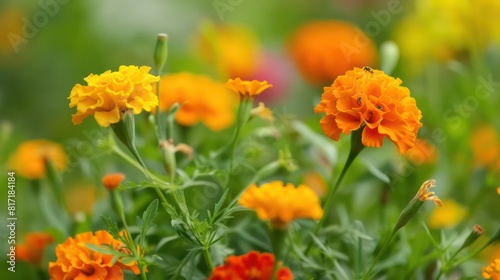 marigolds and nasturtiums flowers fields 