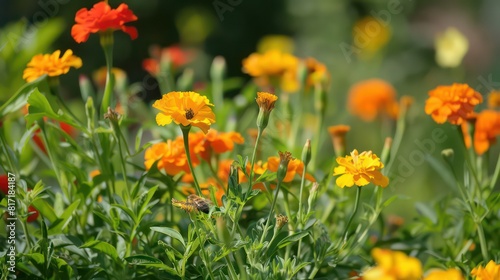 marigolds and nasturtiums flowers fields 