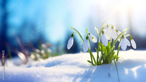 Snowdrop flowers in the snow. Spring banner with copy space. Selective focus on snowdrops, blurred background, sunlight. photo