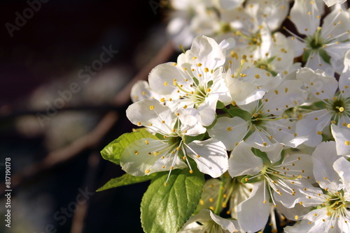 The apple tree flowers bloomed under the evening sunlight. photo