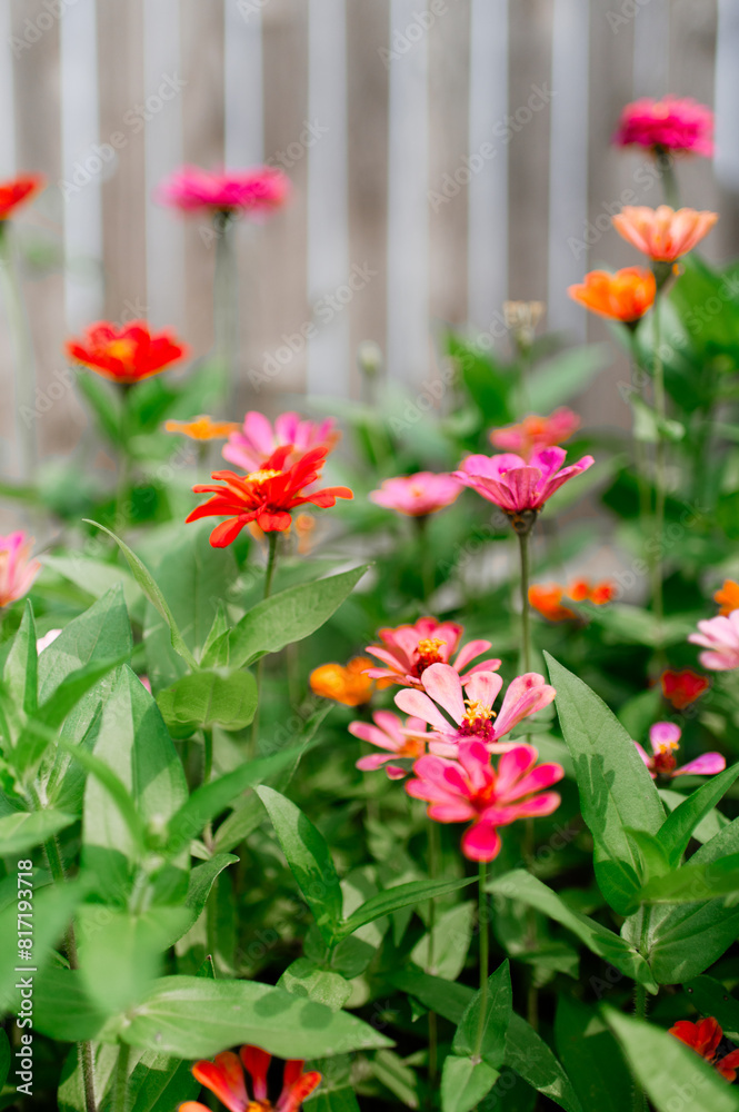 Zinnias in a garden Zinnias in a garden