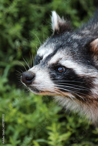 close up muzzle of a surprised raccoon (ID: 817195303)