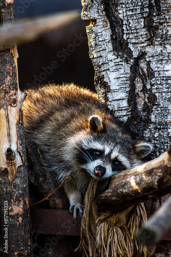 tired raccoon lies on a tree (ID: 817195323)