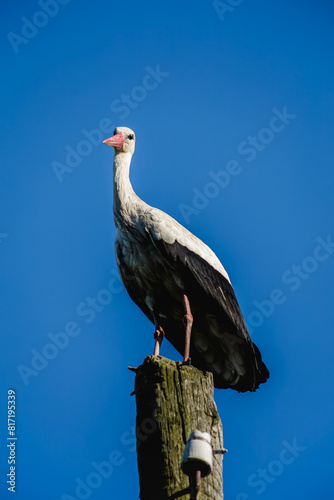 stork sitting on an electric pole against a blue sky (ID: 817195339)
