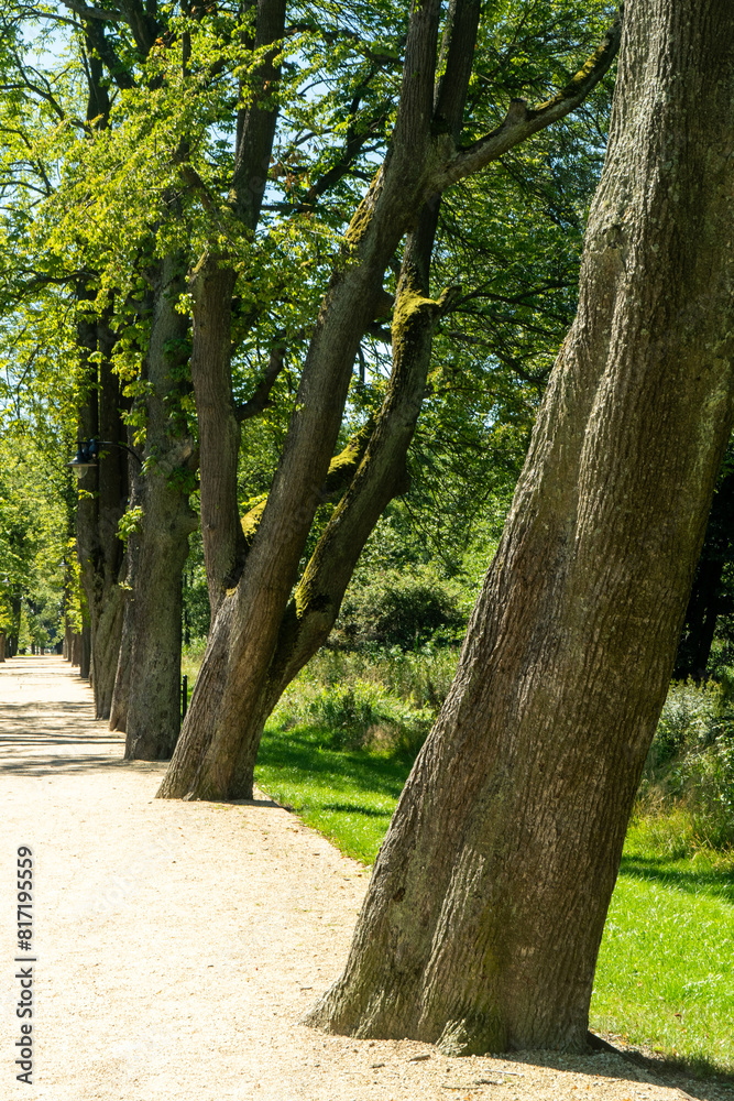 Alley of old trees