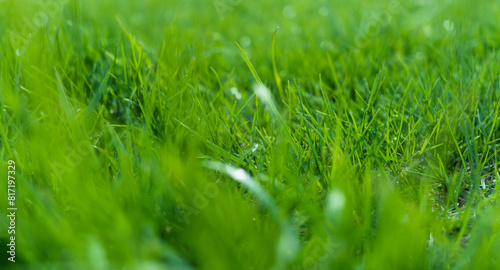Green grass abstract background close up