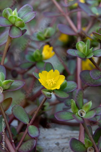 Closeup of common purslane otherwise known as pursley, red root or pigweed.