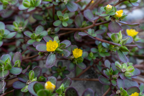 Common purslane a nutrient rich plant considered a superfood by many