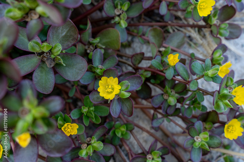 Common purslane a nutrient rich plant considered a superfood by many