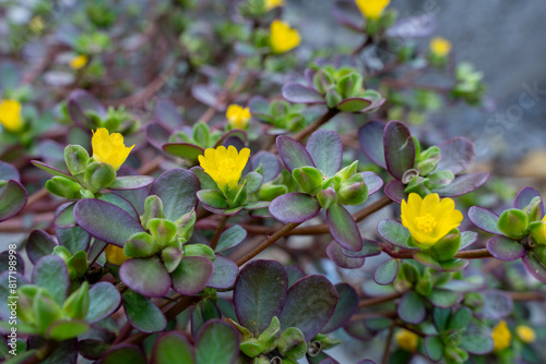 Common purslane a nutrient rich plant considered a superfood by many