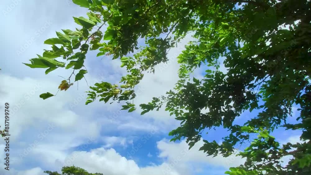 sky and tree sky and tree