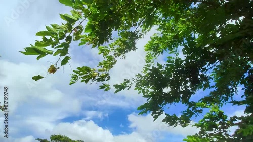 sky and tree