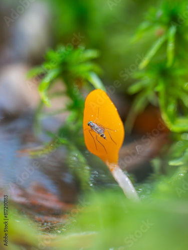 Nahaufnahme von einem Sumpf-Haubenpilz (Mitrula paludosa) der zwischen Torfmoos im Moor steht. Auf dem Pilz sitzt eine Mücke.