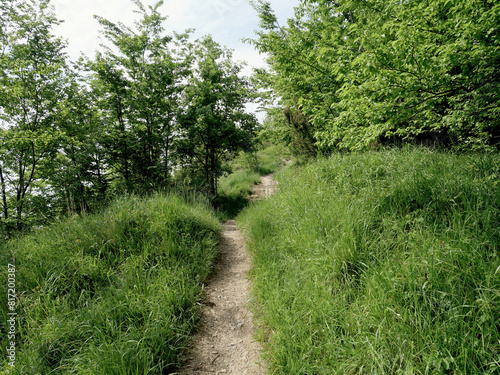 A path in nature