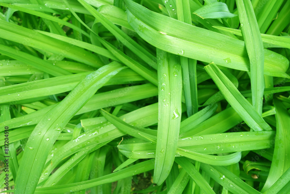 Morning dew drops on grass flower leaves. Morning dew drops on grass flower leaves.
