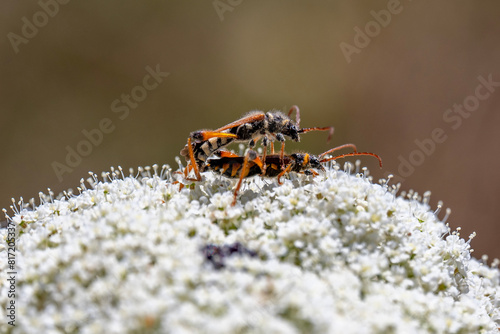 Close up of Longhorn Beetles scientific name Stenopterus flavicornis mating on a Queen Anne's Lace flower in northern Israel.
 photo