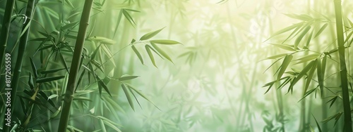 A calming  bamboo grove background with tall  swaying bamboo stalks.