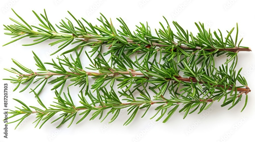 Freshly Cut Pine Branches on White Background Freshly Cut Pine Branches on White Background