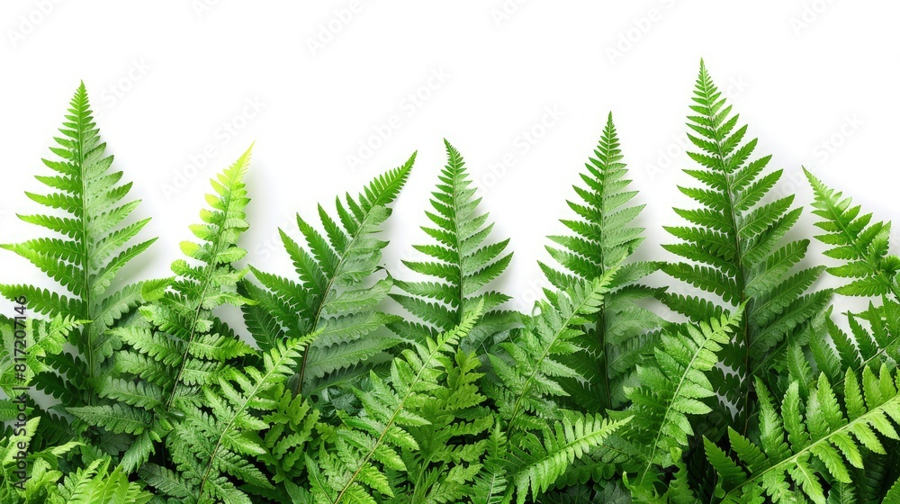 Lush Fern Collection Arrangement Lush Fern Collection Arrangement