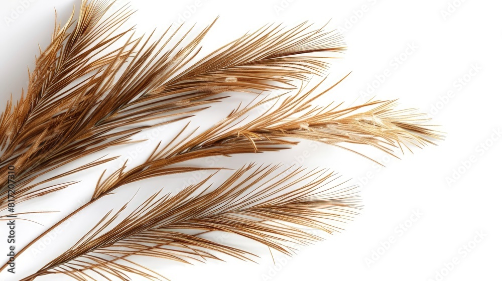 Curved Feather on White Background Description Curved Feather on White Background Description