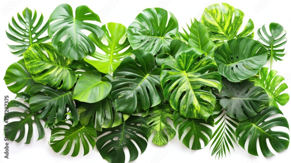Nature's Diverse Leaf Arrangement Nature's Diverse Leaf Arrangement