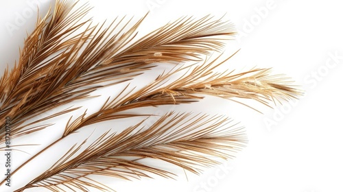 Curved Feather on White Background Description