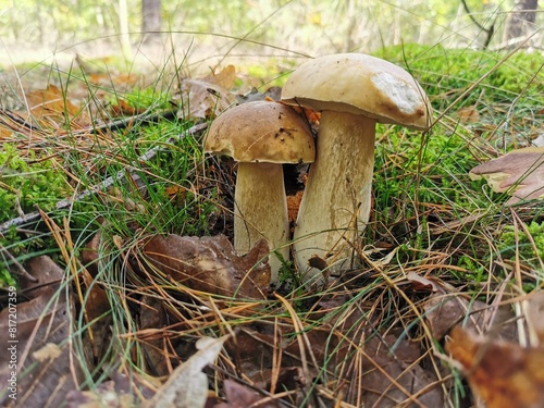 mushroom in the forest