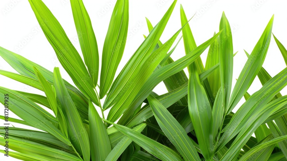 Close-Up View of Aloe Vera Plant Features Close-Up View of Aloe Vera Plant Features