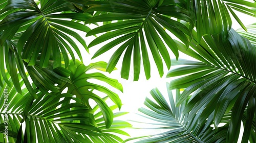 Close-up View of Lush Banana Plants