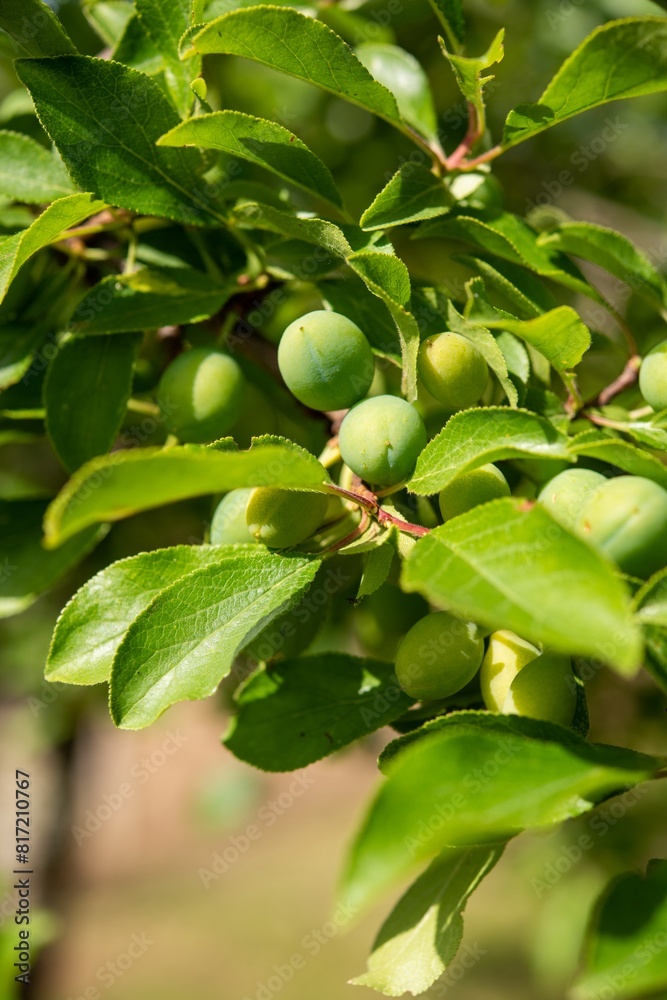 Albero da frutto con frutti in maturazione Albero da frutto con frutti in maturazione