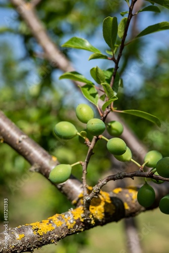 Albero da frutto con frutti in maturazione photo