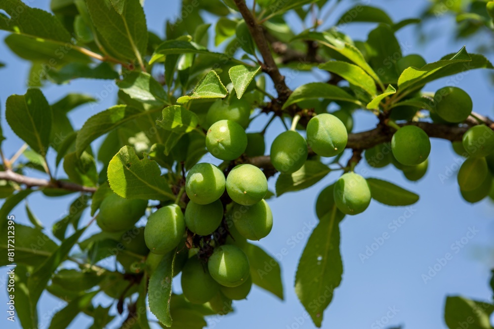 Albero da frutto con frutti in maturazione Albero da frutto con frutti in maturazione
