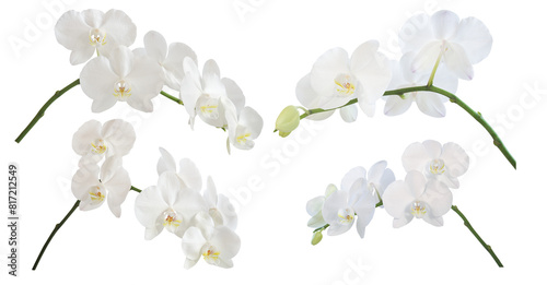 branches of a blooming orchid