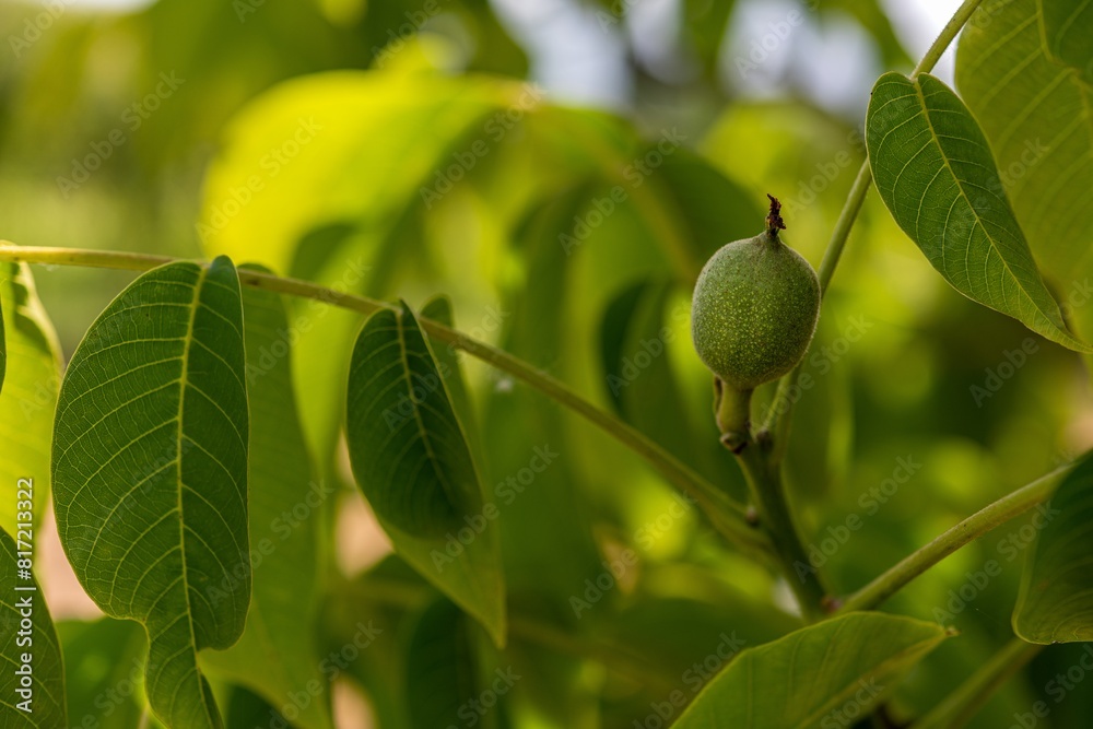 Obraz premium Noce - Mallo