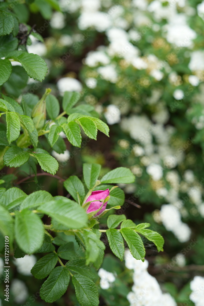 leaf, bud, nature, flower, red, plant, summer, rose, green, pink, thorn, background, beautiful, closeup, rosehip, blossom, bloom, flora, beauty, wild leaf, bud, nature, flower, red, plant, summer, rose, green, pink, thorn, background, beautiful, closeup, rosehip, blossom, bloom, flora, beauty, wild