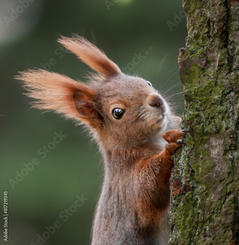 Eichhörnchen am Baumstamm