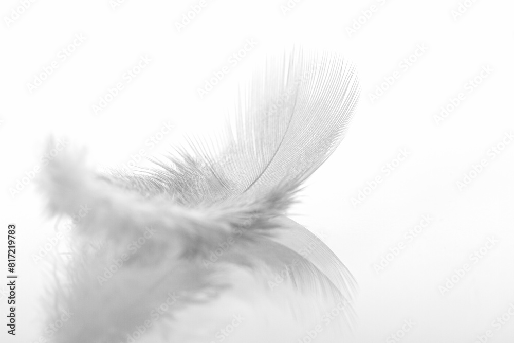 Feder -Abschied Feder -Abschied