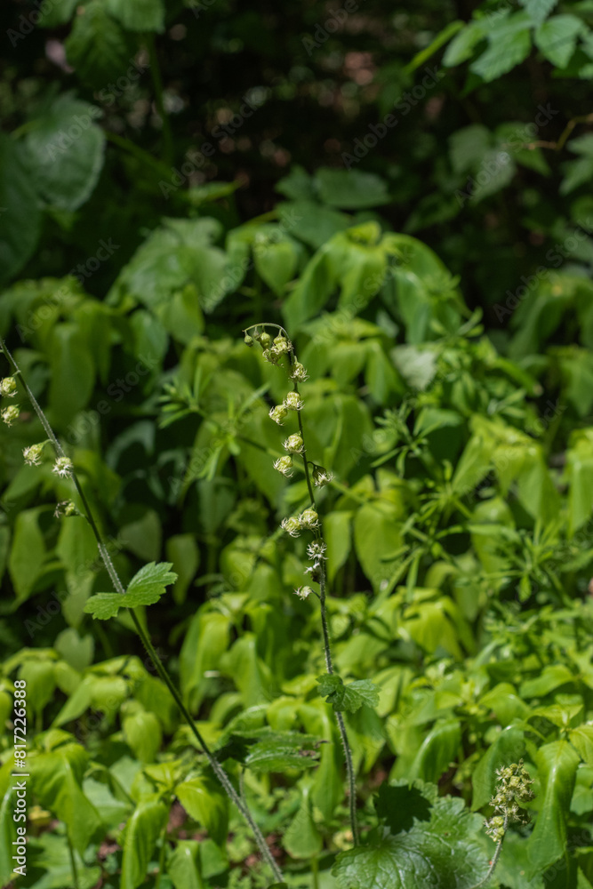 Tellima grandiflora, bigflower tellima, or fringecups
