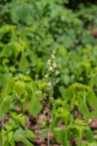 Tellima grandiflora, bigflower tellima, or fringecups
 photo