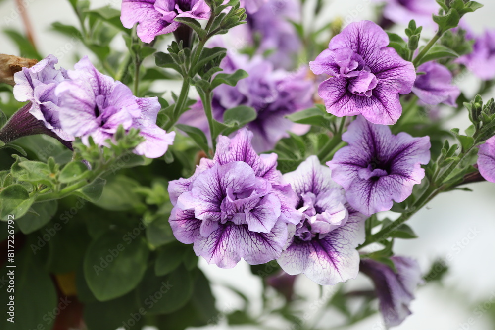Mixed colors petunia flowers bloom in the garden. Close up. Mixed colors petunia flowers bloom in the garden. Close up.