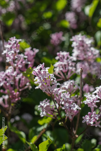 Common Lilac  Syringa vulgaris 