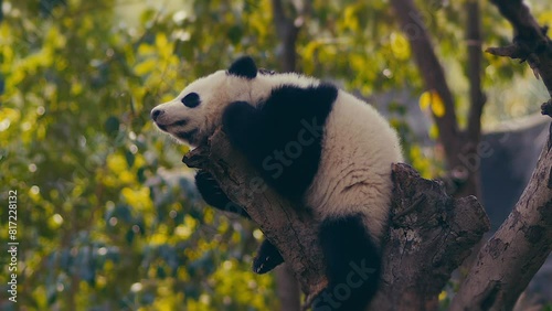 Pandas basking in the sun