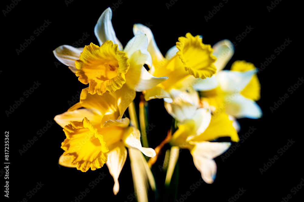 Obraz premium yellow fluffy daffodils bouquet on a black background